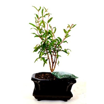 9GreenBox - Dwarf Pomegranate Mame Bonsai Great Fruiting Plant With Ceramic Pot   